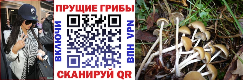 Галлюциногенные грибы MAGIC MUSHROOMS  Кедровый 